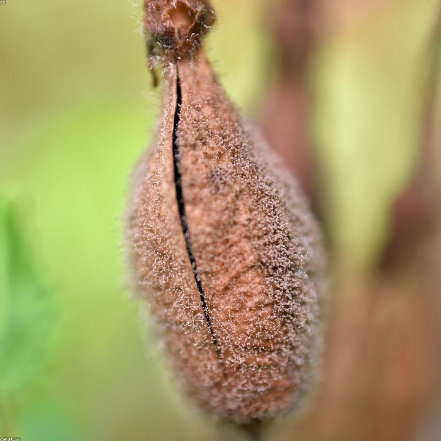 Dried Apricots