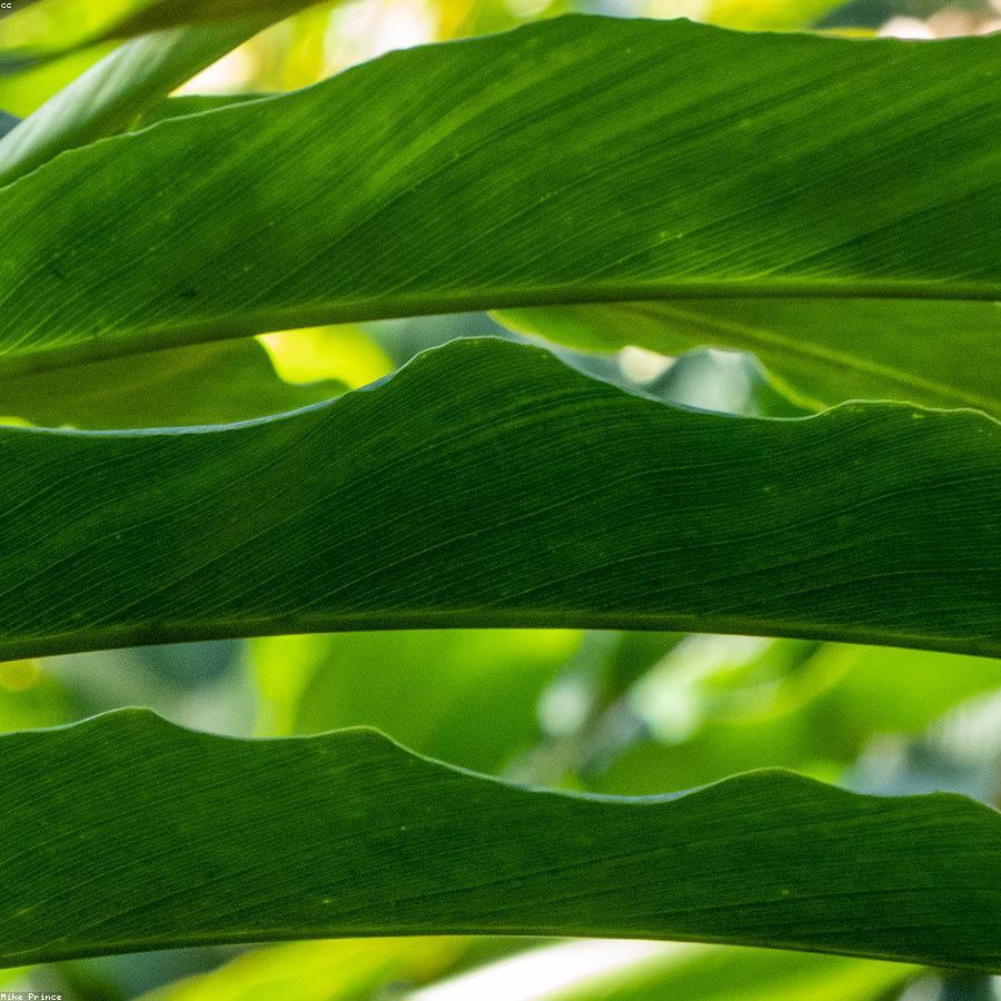 Green Cardamom